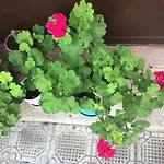 Tradicionale Violeta * 科尔察
