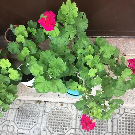 Tradicionale Violeta * Korce