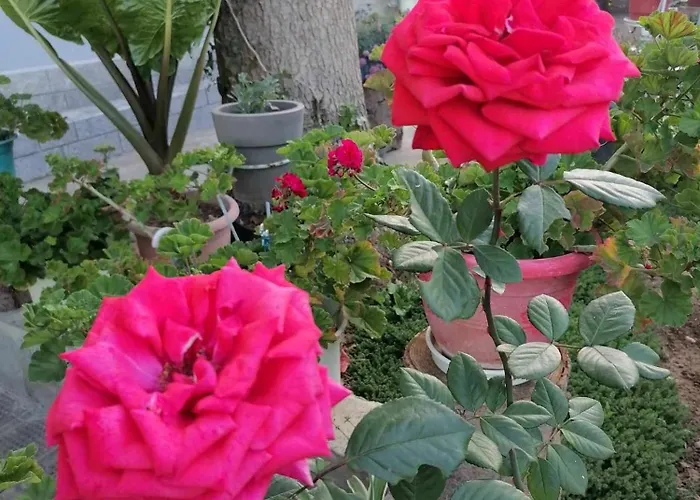 Villa Tradicionale Violeta *
