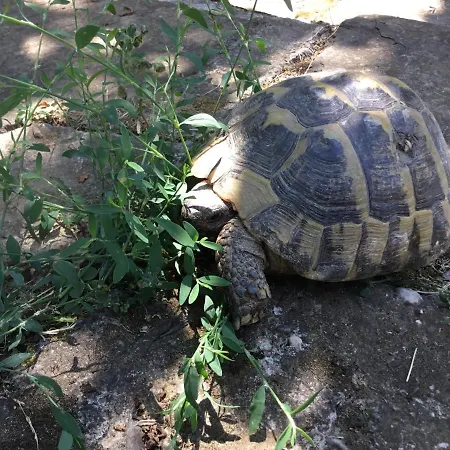 Tradicionale Violeta Villa Korce