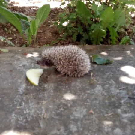 Tradicionale Violeta Villa Korce