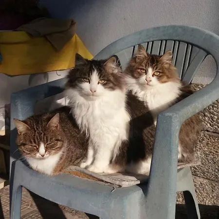 Tradicionale Violeta *