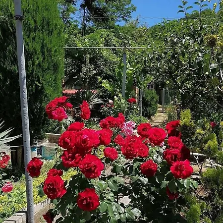 Tradicionale Violeta