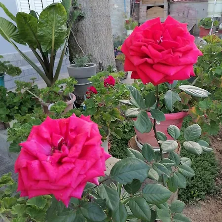 Villa Tradicionale Violeta *