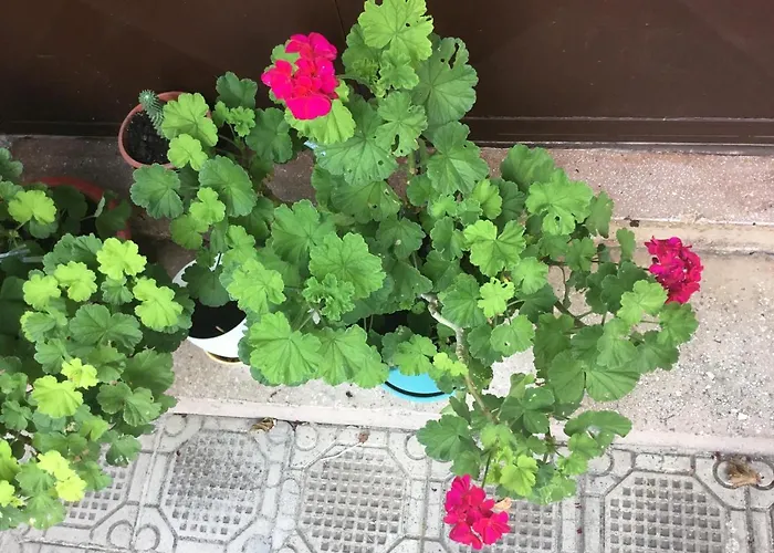 Tradicionale Violeta * Korce