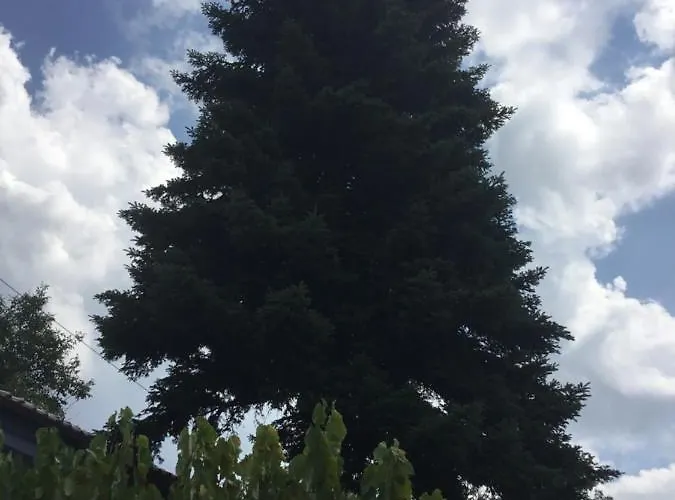 Villa Tradicionale Violeta *